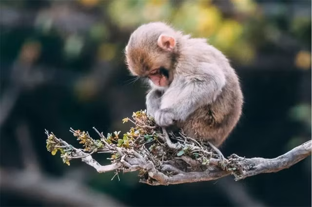 2 tuoi gap han Tam Tai, xui du duong trong nam 2024-Hinh-5