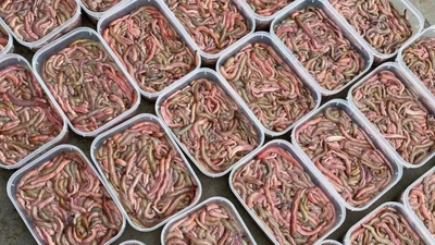 Đặc sản nhìn 'khiếp vía' giá nửa triệu đồng/kg vẫn đắt khách 