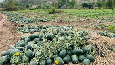 Người nông dân rớt nước mắt với loạt nông sản rớt giá chỉ vài nghìn đồng/kg