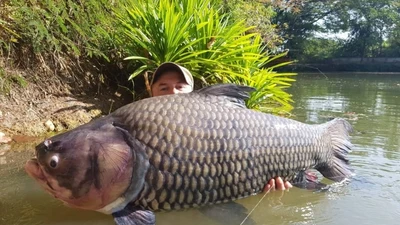 Tận thấy loài cá khổng lồ, 500.000 đồng/kg thương lái lùng mua