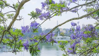 4 loại cây trồng trước cửa hút tài lộc vào nhà 