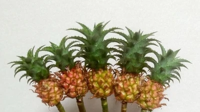 Nửa triệu đồng một bó dứa mini