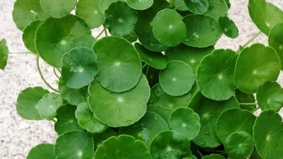 Những loại cây nhỏ vừa dễ trồng vừa hút tài lộc 