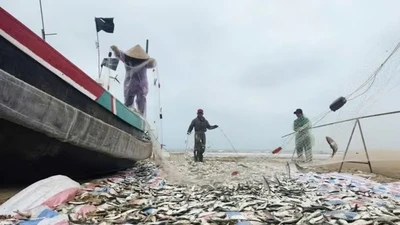 Ra khơi săn 'bạc biển', ngư dân Hà Tĩnh thu tiền triệu mỗi ngày