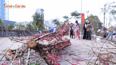 Sức mua chậm, người buôn đào quất chặt bỏ hàng trăm cành 