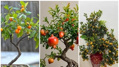 3 bonsai ăn quả nhỏ xinh giúp căn hộ thêm xanh mát, hút tài lộc
