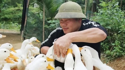 Dịch vụ massage vịt độc đáo thu hút du khách tại Bồng Lai 1