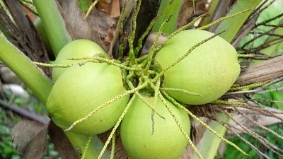 Tận mục loại quả cao cấp xuất khẩu khiến nông dân Thái 'điêu đứng' 