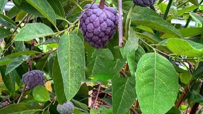 Giống na tím đắt khách, xuất hiện nhiều trong chợ mạng và trang trí nhà