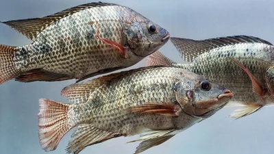 Cá rô phi Việt Nam được thị trường quốc tế săn đón