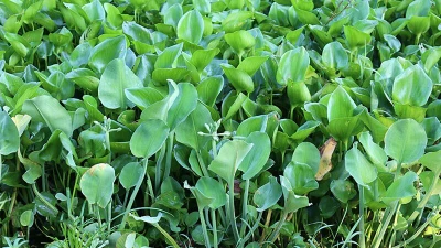 Rau dại mọc bờ mương bỗng hoá đặc sản lạ được săn lùng