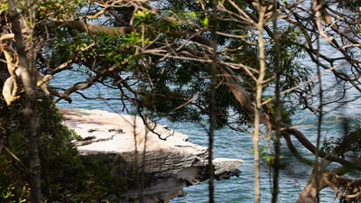 Bé trai 12 tuổi tử vong vì cá mập tấn công