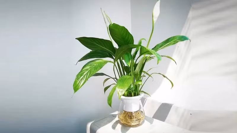 Những cây cảnh phong thủy cho nhà phố thịnh vượng