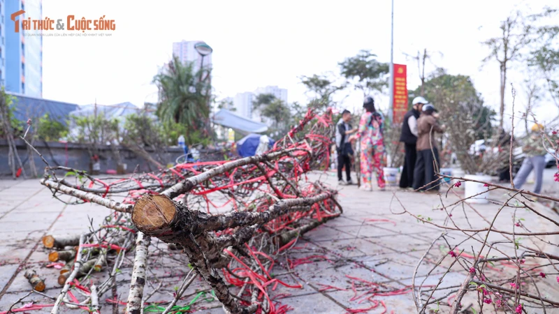 Sức mua chậm, người buôn đào quất chặt bỏ hàng trăm cành 