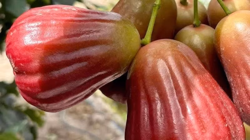 Cận cảnh mận hồng 200.000 đồng/kg hút khách