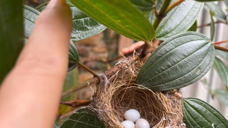 Nhà vườn bình yên tại Thanh Hóa của ca sĩ Trọng Tấn 