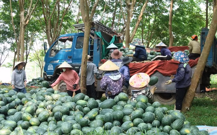 Thị trường tiêu thụ chậm khiến nông dân Quảng Trị lâm cảnh mất trắng