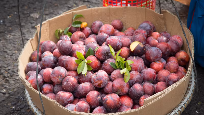 Giá cao, mận hậu đầu mùa vẫn bán chạy tại Hà Nội