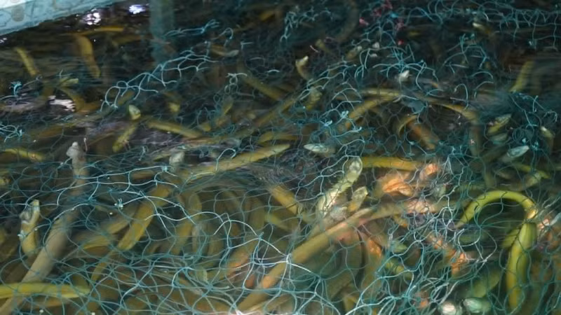 Thị trường lươn bế tắc khiến nông dân Đồng bằng sông Cửu Long lỗ nặng