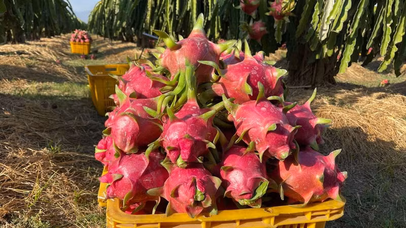 Nông dân thanh long đối mặt với giá bán thấp chưa từng có