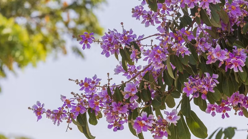 Bằng lăng nở rộ, Hà Nội thêm phần thơ mộng tháng 5