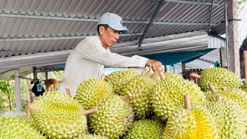 Xu hướng phục hồi giá sầu riêng mở ra nhiều cơ hội cho nông dân