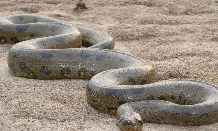 Trăn Anaconda có kích thước khủng từ cách đây 12 triệu năm 