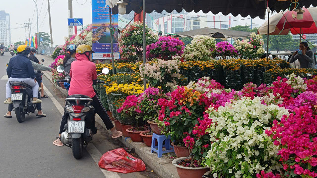 Rực rỡ hoa Tết TP HCM: Hy vọng những ngày cận Tết - Hình 6 Ruc ro hoa Tet TP HCM: Hy vong nhung ngay can Tet-Hinh-6