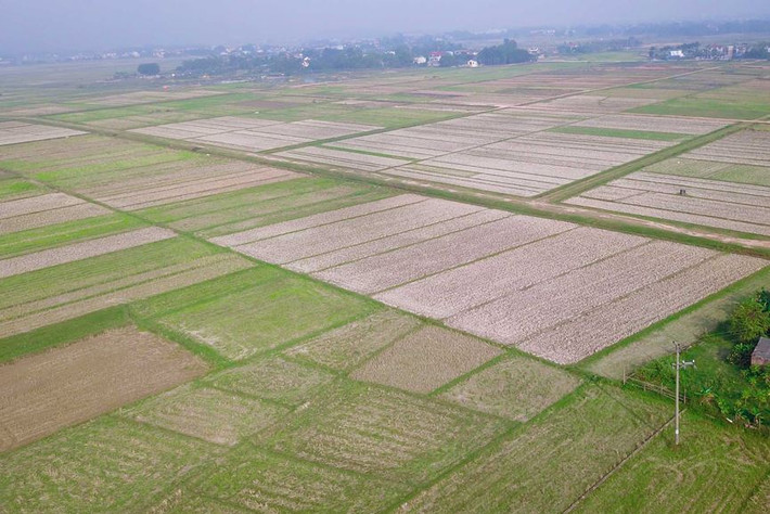 Theo quan sát, hầu hết trong 100ha diện tích đất đó hiện đang là đất sản xuất nông nghiệp, trồng hoa màu.
