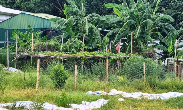 Dự án 'đất vàng' của Tổng Công ty Việt Lào bỏ hoang ở Vinh - Hình 2 Du an 'dat vang' cua Tong Cong ty Viet Lao bo hoang o Vinh-Hinh-2