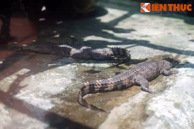 Truyền thuyết con giao long thực tế là gì? - Hình 8 Truyen thuyet con giao long thuc te la gi?-Hinh-8