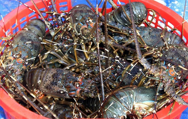 Xuat khau tom sang Trung Quoc tang manh