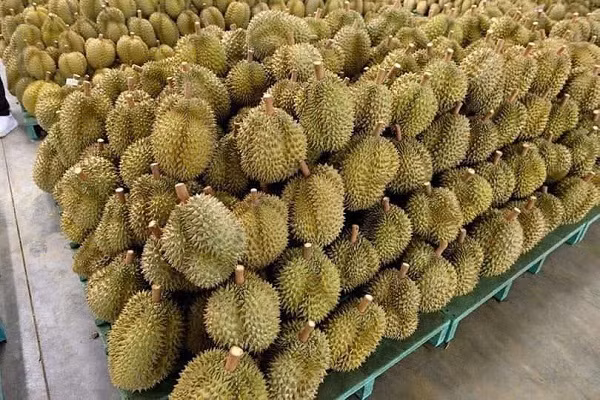 Cuối năm, sầu riêng tăng giá mạnh Cuoi nam, sau rieng tang gia manh