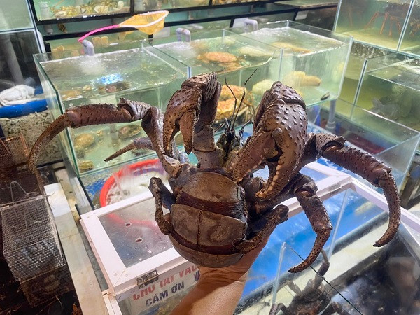 Cua dua cang khung sieu dat