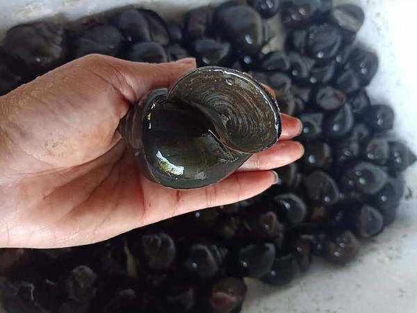 Ốc bươu đen, ốc lác ở miền Tây giảm giá Oc buou den, oc lac o mien Tay giam gia