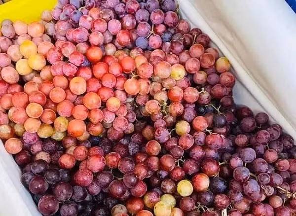 Nho keo do Trung Quoc gia re hon rau