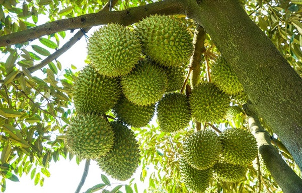 Giá sầu riêng bất ngờ lao dốc Gia sau rieng bat ngo lao doc