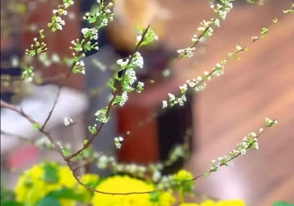 Hoa Tuyet Mai tiep tuc chay hang sau Tet