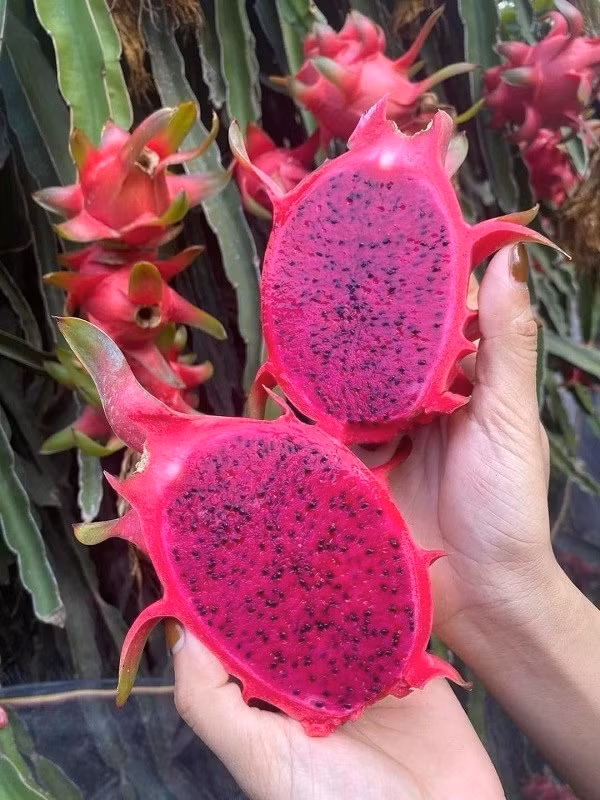 Thanh long ruột đỏ tăng giá mạnh Thanh long ruot do tang gia manh