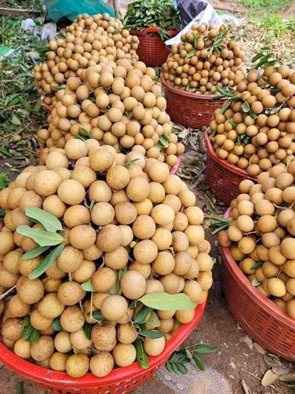 Gia nhan tuoi ha nhiet, giam gan 5.000 dong/kg