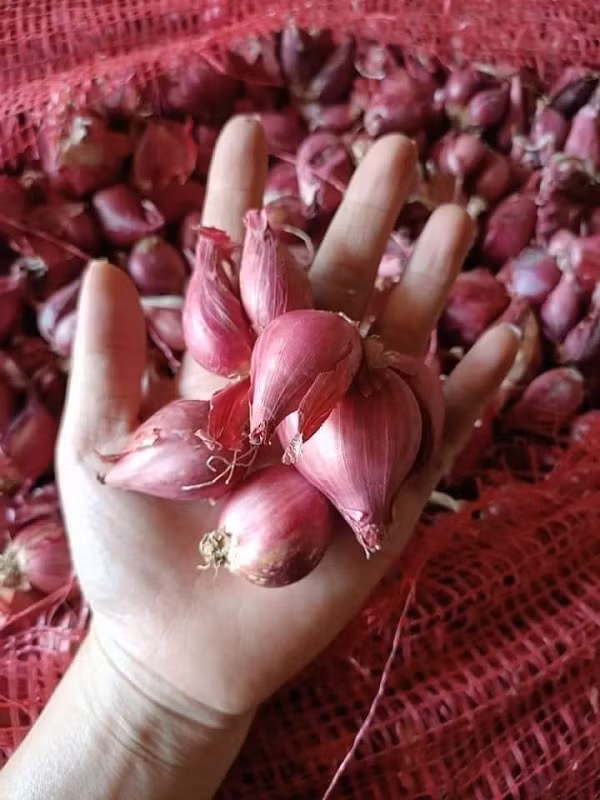 Hành tím tăng giá gấp đôi, được thu mua tới 50.000 đồng/kg Hanh tim tang gia gap doi, duoc thu mua toi 50.000 dong/kg