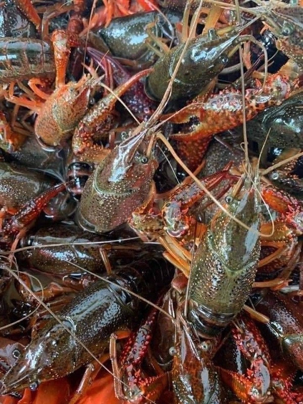 Tôm hùm đất được rao bán tràn lan trên mạng - Hình 2 Tom hum dat duoc rao ban tran lan tren mang-Hinh-2