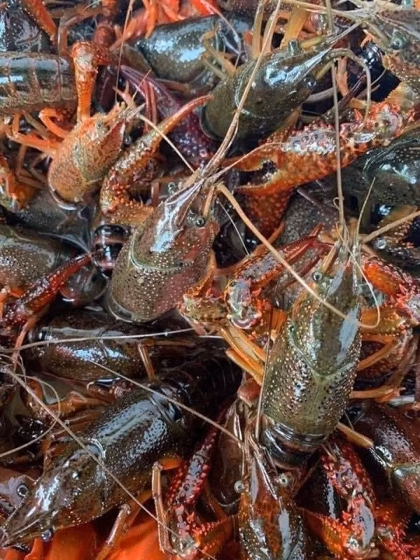 Tom hum dat duoc rao ban tran lan tren mang-Hinh-2