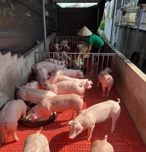 Giá heo hơi ở nhiều địa phương tăng nóng Gia heo hoi o nhieu dia phuong tang nong