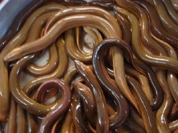 Luon thit tang gia manh