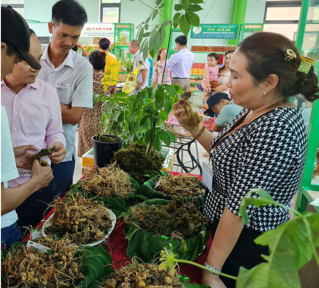 Xuất hiện cây sâm “khủng” 20 năm tuổi giá gần tỷ đồng tại lễ hội sâm Ngọc Linh Quảng Nam - Hình 3 Xuat hien cay sam “khung” 20 nam tuoi gia gan ty dong tai le hoi sam Ngoc Linh Quang Nam-Hinh-3