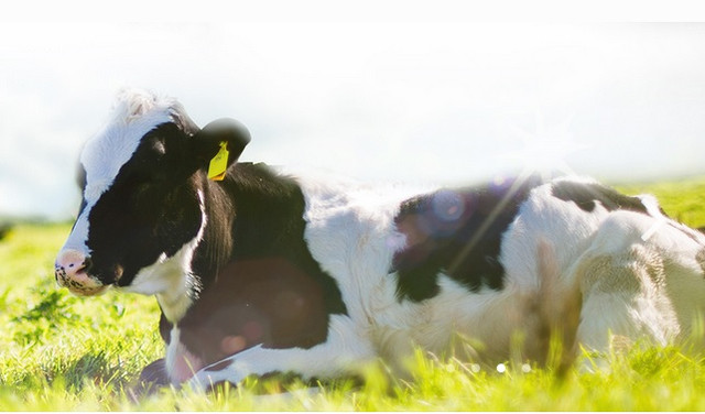 GTNfoods đặt kế hoạch thoát lỗ 2020 sau khi thuộc về Vinamilk GTNfoods dat ke hoach thoat lo 2020 sau khi thuoc ve Vinamilk