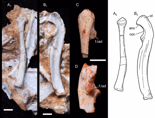 Phat hien hai cot hoa thach truoc dong vat co vu khoang 20 trieu nam