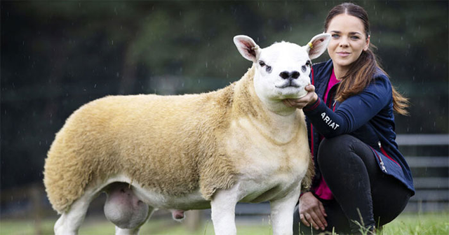 Bất ngờ con cừu có giá tới 11,37 tỷ đồng Bat ngo con cuu co gia toi 11,37 ty dong