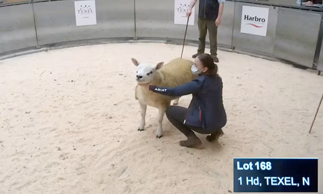 Bất ngờ con cừu có giá tới 11,37 tỷ đồng - Hình 4 Bat ngo con cuu co gia toi 11,37 ty dong-Hinh-4